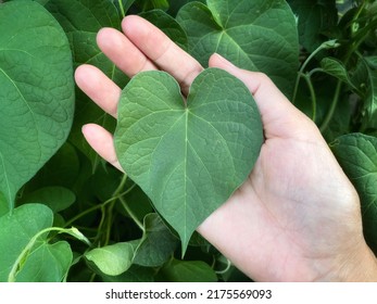 Female Hand Holding Heart Shaped Green Leaf. 