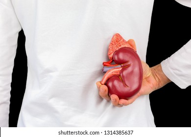 Female hand holding human kidney organ at back of body isolated on black background