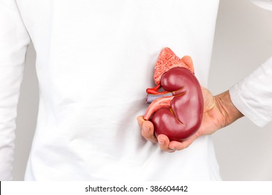 Female hand holding model of human kidney organ at back of body