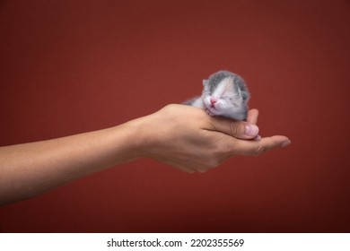 Female Hand Holding Newborn Kitten On Red Background With Copy Space