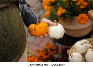 Female Hand Holding Pair Of Small Pumpkins On A Street Market In The Fall Season. Seasonal Autumn Vegetables In Orange And White Colors