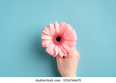Female hand holding pink gerbera flower on turquoise background. Flat lay, view from above. - Powered by Shutterstock