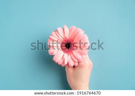 Female hand holding pink gerbera flower on turquoise background. Flat lay, view from above.
