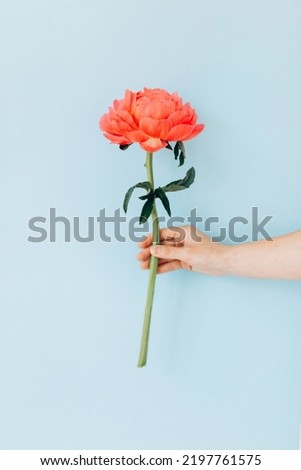 Similar – Image, Stock Photo Hand holding white peony,  minimalist grey background
