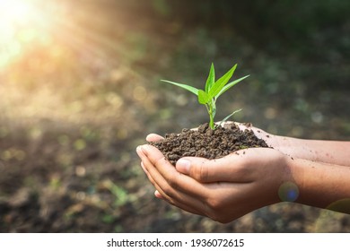 Female hand holding plant growing on soil.environment Earth Day In the hands of trees growing seedlings. Bokeh green Background. - Powered by Shutterstock