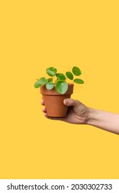 Female Hand Holding Plant Pot With Pilea On Bright Yellow Background