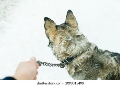 Female Hand Holding A Pulled Dog Leash