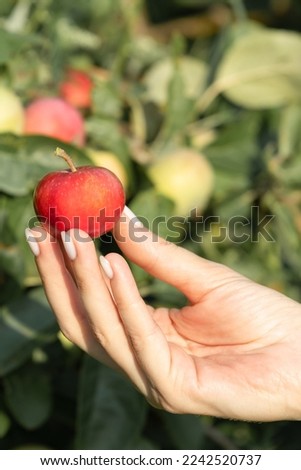 female hand holding a red apple in nature. young apple. man holding an apple.