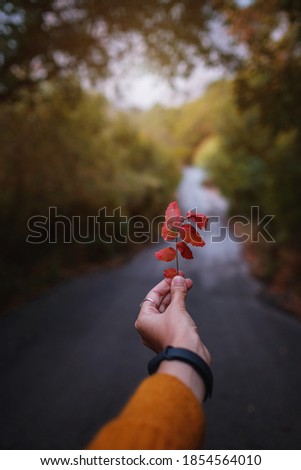 Similar – Image, Stock Photo Herbs idyll at the Inn