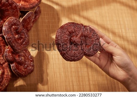 Female hand is holding a reishi mushroom on brown mosaic background. Ganoderma lucidum is a rare herb, commonly found in Asia, especially China and Korea