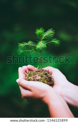 Female hand holding sprout wilde pine tree in nature green forest. Earth Day save environment concept. Growing seedling forester planting