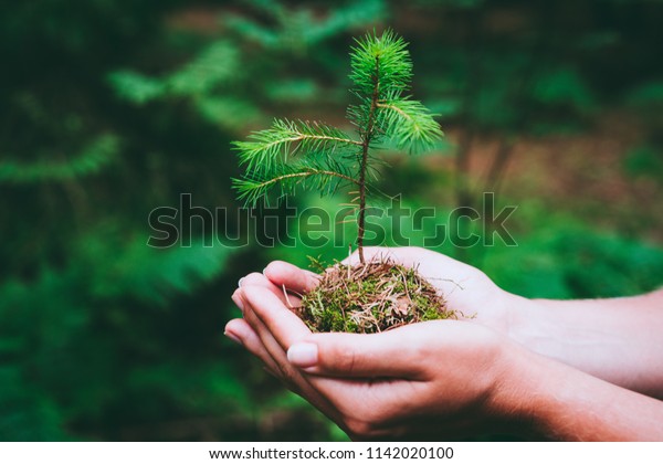 Female hand holding sprout wilde pine tree in\
nature green forest. Earth Day save environment concept. Growing\
seedling forester\
planting