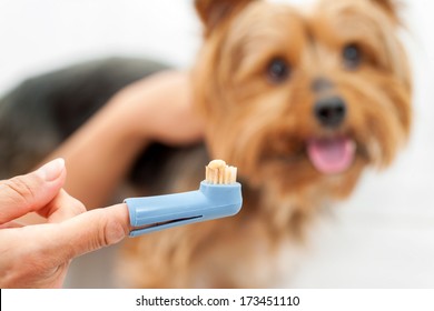 Female Hand holding toothbrush with toothpaste and yorkshire dog in background.