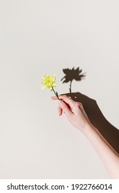 Female Hand Is Holding Yellow Flower Over Beige Pastel Background With Trendy Shadow And Sunlight