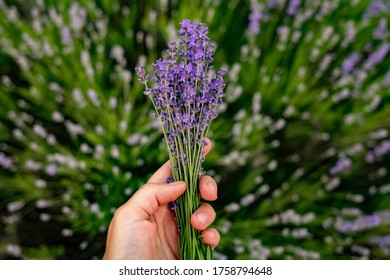 Female Hand Holds A Bouquet Of Lavender In A Lavender Field. View From Above.