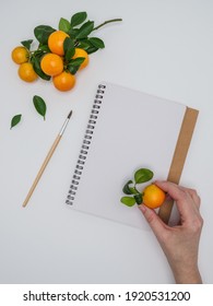 Female Hand Holds Clementines - Citrus Clementina - And Sketchpad On White Background. Hybrid Of Small-sized Tangerines. Overhead, Copy Space. 