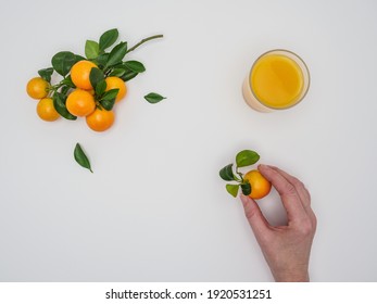 Female Hand Holds Fresh Clementines - Citrus Clementina. Fresh Clementine Juice On White Background. Hybrid Of Tangerine. Overhead, Copy Space