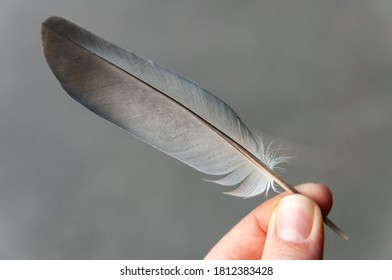 198 Quill Like Feathers Images, Stock Photos & Vectors | Shutterstock