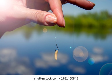A Female Hand Holds A Hook On Which A Fly Larva Hangs. Hook Fish Bait