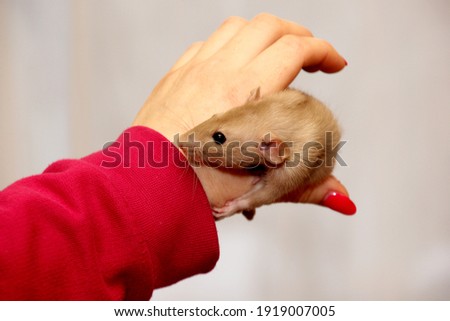 Similar – Image, Stock Photo Lap Rat Feminine Child