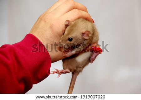 Similar – Image, Stock Photo Lap Rat Feminine Child