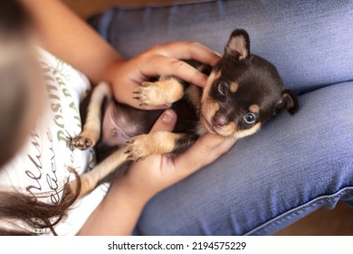 Female hand holds little puppy. Closeup of little puppy Russian Toy Terrier. Soft focus