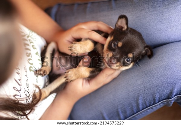 Female hand holds little puppy.\
Closeup of little puppy Russian Toy Terrier. Soft\
focus