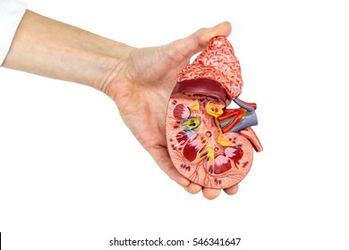 Female hand holds open model of human kidney isolated on white background