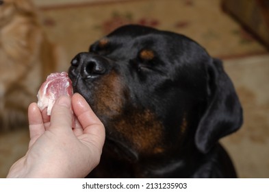 A female hand holds a piece of raw meat in front of an adult male Rottweiler. The pet sits on the carpet with its eyes closed. Inside the living room. Selective focus. - Shutterstock ID 2131235903