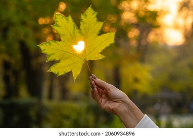 A female hand holds a yellow maple leaf with a cut out heart against the backdrop of the setting sun in the park. Beautiful background with a yellow uklenovy leaf and a glowing heart.