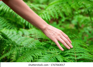 Female hand, with long graceful fingers gently touches the plant, leaves of fern. Close-up shot of unrecognizable person. High quality image.