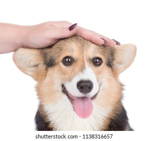 Hand Patting Dog Images Stock Photos Vectors Shutterstock