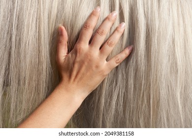 Female Hand Petting Horse With Long White Mane, Close Up Detail