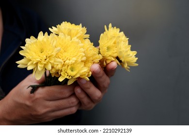 
Female Hand Picking Flower Yellow On Dark Background.