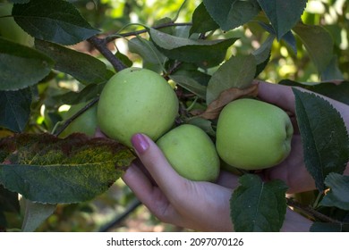 Female Hand Picking Green Apple From Tree. Three Apples In Woman Hand.