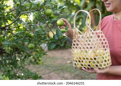 Female Hand Picking Limes From The Tree During Harvesting