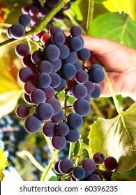 Female Hand Picking Moscato Grapes Within Italian Wineyard