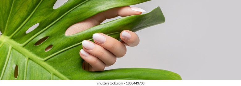 Female Hand With Pink Nail Design. Rose Nail Polish Manicure. Female Hand Hold Green Leaf On Grey Background, Banner
