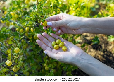 female hand plucks a gooseberry from a bush. High quality photo