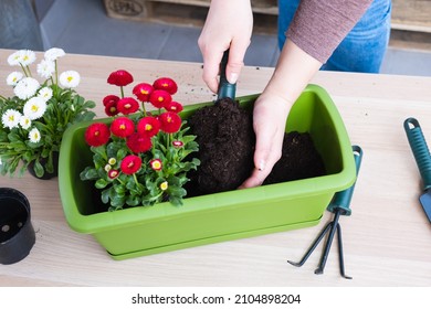 Female Hand Pouring Soil Into Pot For Transplanting Spring Flowers