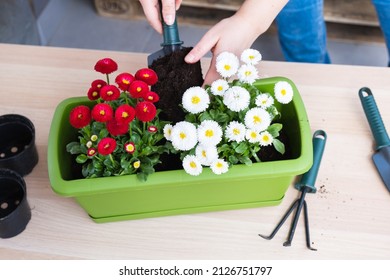 Female Hand Pouring Soil Into Pot For Transplanting Spring Flowers