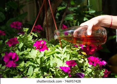 Female Hand Pours Petunias In A Pot With Fertilizer Prepared At Home. Organic Liquid Fertilizer. Nutrition Of Indoor Plants. Woman Watering Plant