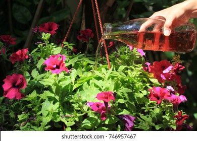 Female Hand Pours Petunias In A Pot With Fertilizer Prepared At Home. Organic Liquid Fertilizer. Nutrition Of Indoor Plants. Woman Watering Plant