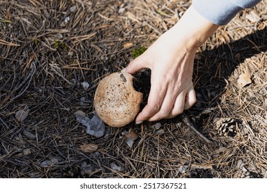 Female hand reaches for a mushroom in an autumn forest - Powered by Shutterstock