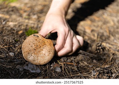 Female hand reaches for a mushroom in an autumn forest - Powered by Shutterstock