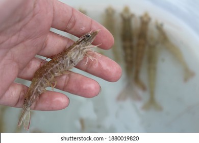A Female Hand Reaching In To A Bait Bucket To Grab A Bait Shrimp For Fishing.