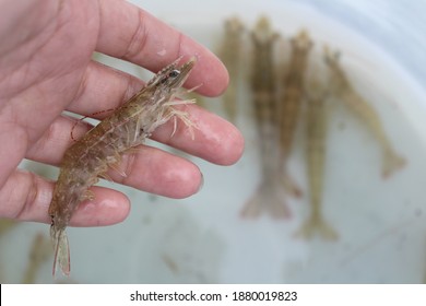 A Female Hand Reaching In To A Bait Bucket To Grab A Bait Shrimp For Fishing.