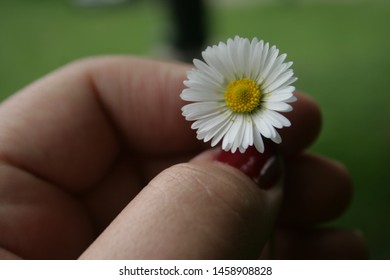 female hand with a red nail polish holding a beautiful small white yellow flower close up on a green background  - Powered by Shutterstock