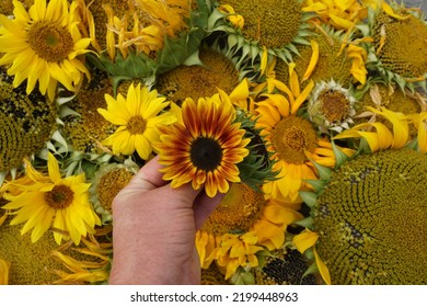 Female Hand With Red-Yellow Helianthus And Flat Lay Background With Diverse Sunflowers. - Shutterstock ID 2199448963
