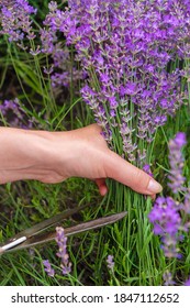 Female hand with scissors. Woman cuts lavender. Vertical image.